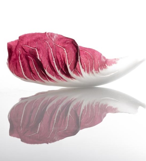 Photo-Still-life-radicchio